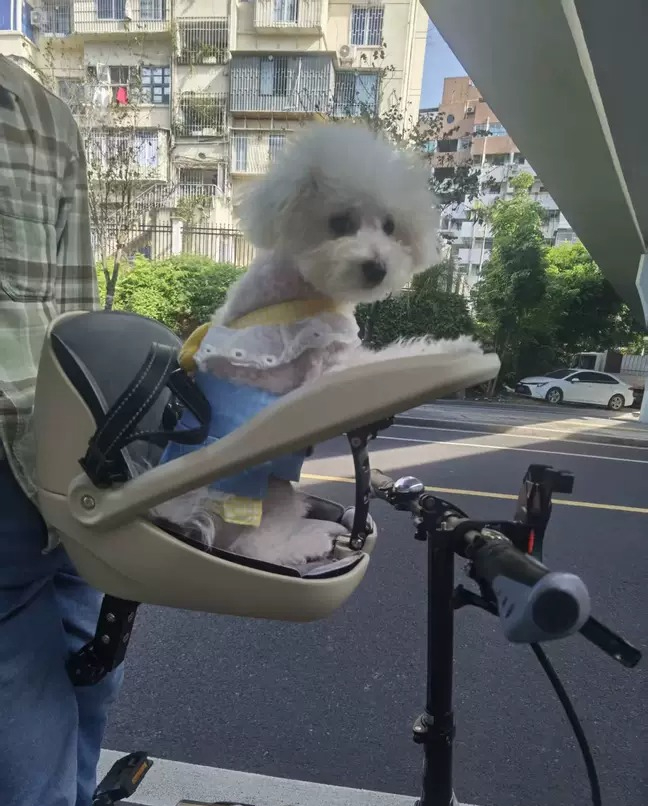 Mountain Biking With Dog - Adequado para bicicletas dobráveis, bicicletas de